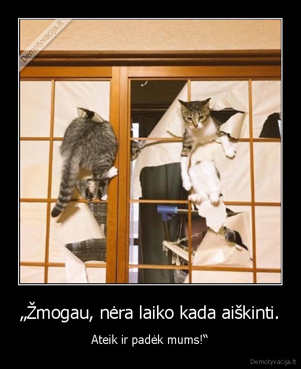 kate,katinas,kaciukas,langas,istrigo,fail