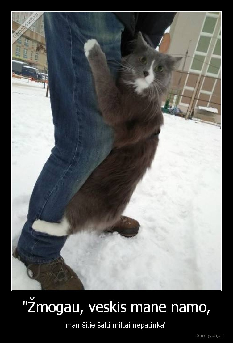 kate,katinas,sniegas,saltis