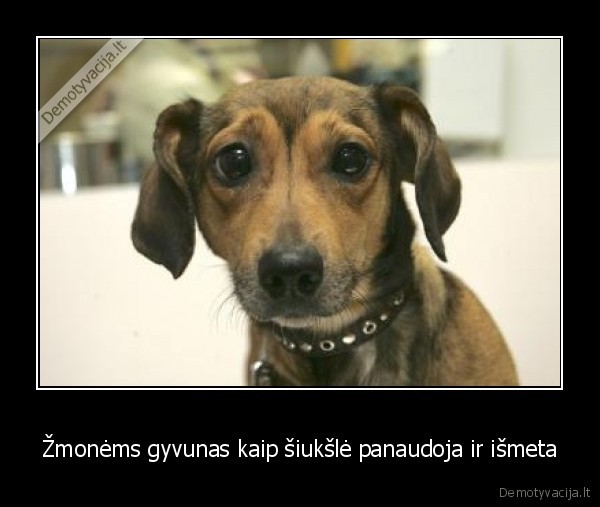 Žmonėms gyvunas kaip šiukšlė panaudoja ir išmeta