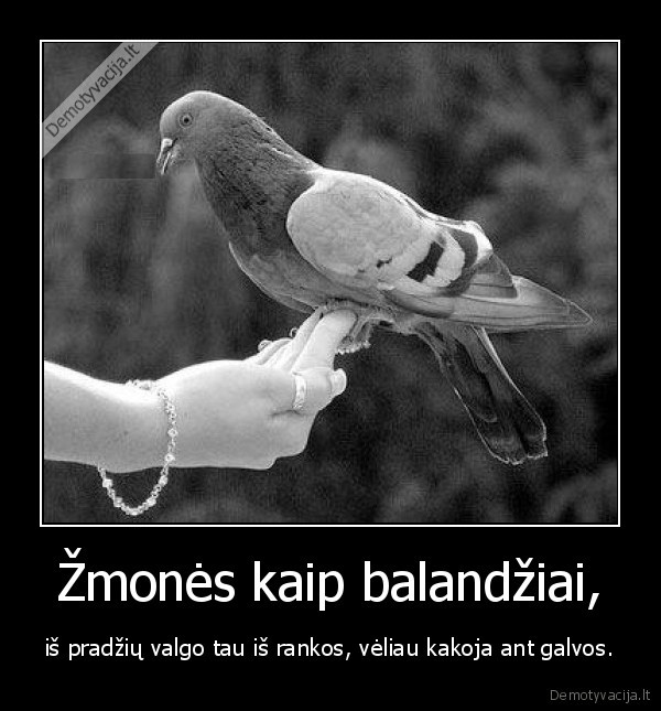 Žmonės kaip balandžiai,