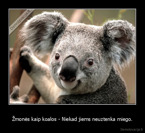Žmonės kaip koalos - Niekad jiems neuztenka miego.