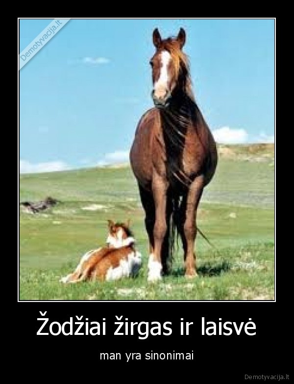 zirgas,jojimas,sportas,raitelis,gyvunai,laisve,sinonimai,zodziai