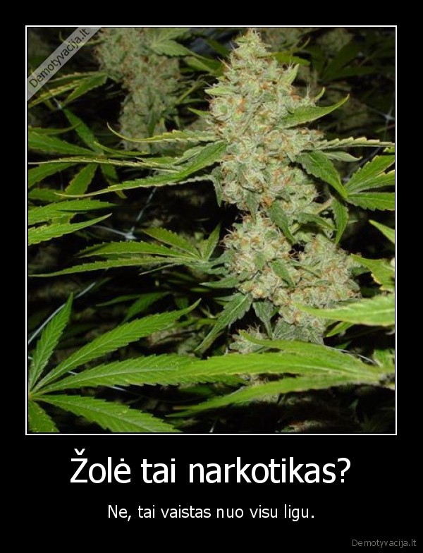 zole,marihuana,marijuana,kanape,kanapes,rukymas,smoke,weed