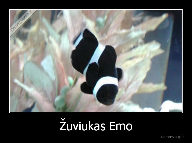 zuvis,emo,juoda