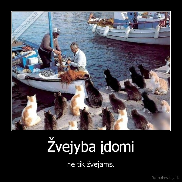 kate,katinas,zvejyba,zvejys