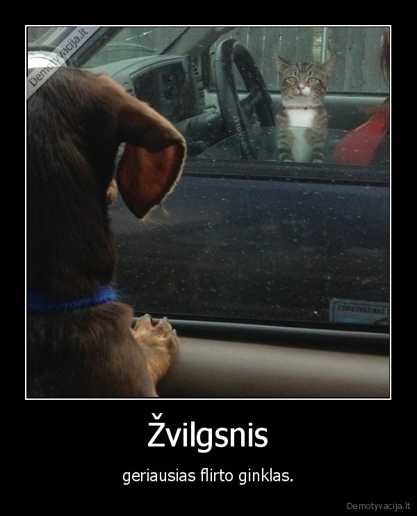 zvilgsnis,ziureti,katinas,ziuri