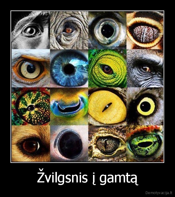 Žvilgsnis į gamtą