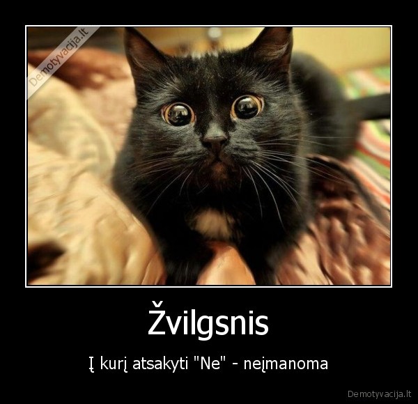 katino, zvilgsnis,kates, akys