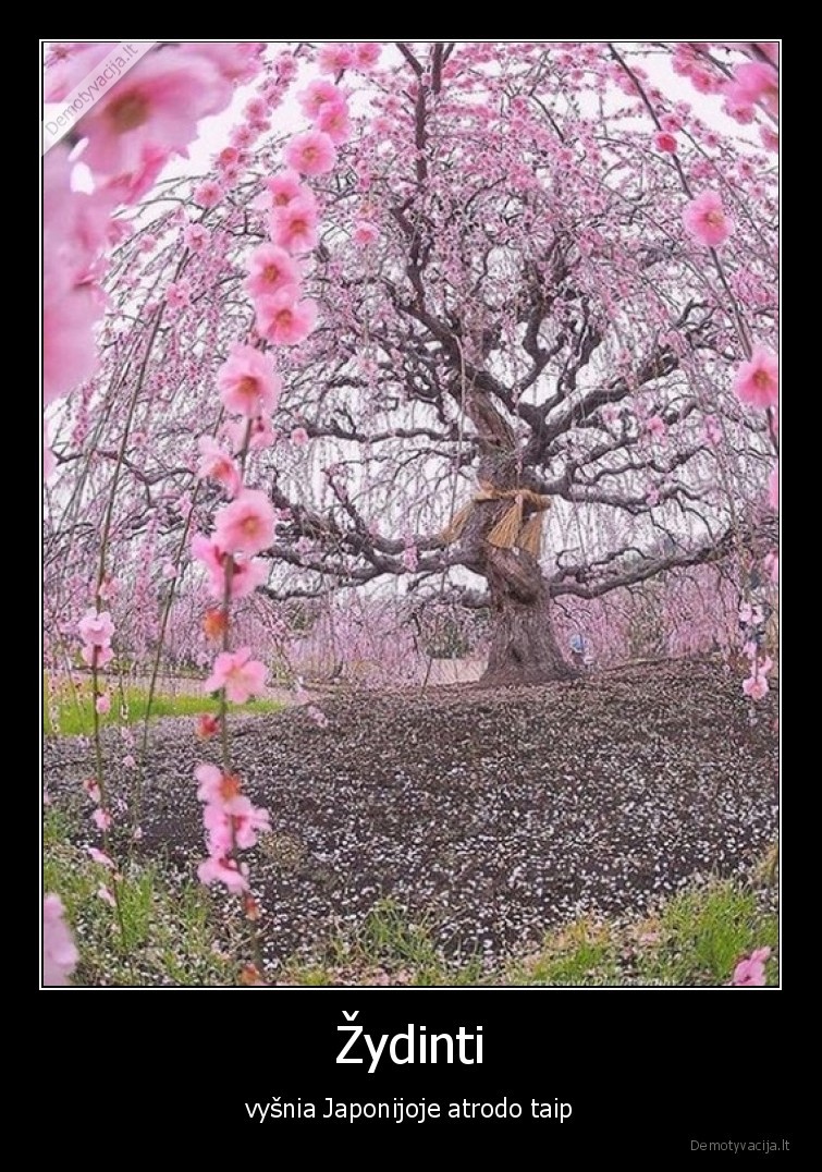 zydinti,vysnia,japonija