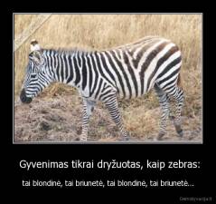  Gyvenimas tikrai dryžuotas, kaip zebras: - tai blondinė, tai briunetė, tai blondinė, tai briunetė...