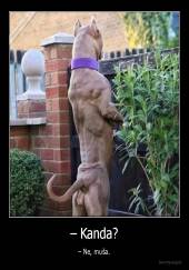 – Kanda? - – Ne, muša.