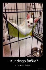 - Kur dingo šinšila? - - Kokia dar šinšila?