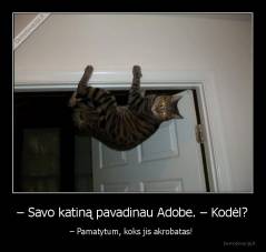 – Savo katiną pavadinau Adobe. – Kodėl? - – Pamatytum, koks jis akrobatas! 