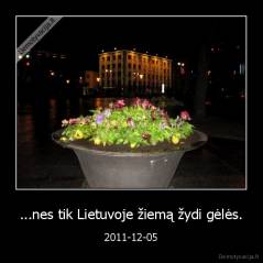 ...nes tik Lietuvoje žiemą žydi gėlės. - 2011-12-05