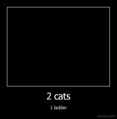 2 cats - 1 ladder