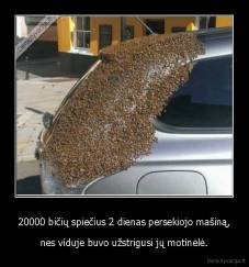 20000 bičių spiečius 2 dienas persekiojo mašiną, - nes viduje buvo užstrigusi jų motinėlė.