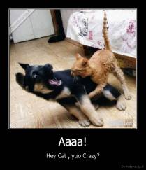 Aaaa! - Hey Cat , yuo Crazy?