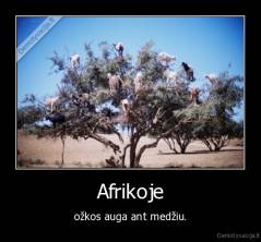 Afrikoje - ožkos auga ant medžiu.