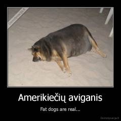 Amerikiečių aviganis - Fat dogs are real...