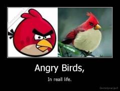 Angry Birds, - In reall life.