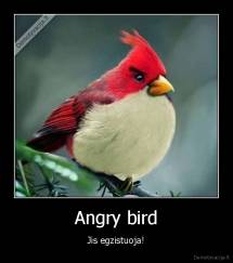Angry bird - Jis egzistuoja!