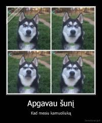 Apgavau šunį - Kad mesiu kamuoliuką