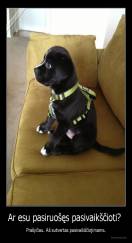 Ar esu pasiruošęs pasivaikščioti?  - Prašyčiau. Aš sutvertas pasivaikščiojimams.