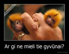 Ar gi ne mieli tie gyvūnai? - 