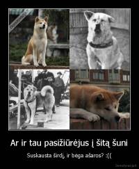 Ar ir tau pasižiūrėjus į šitą šuni - Suskausta širdį, ir bėga ašaros? :((