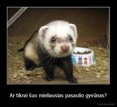 Ar tikrai šuo mieliausias pasaulio gyvūnas? - 