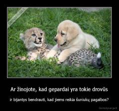 Ar žinojote, kad gepardai yra tokie drovūs - ir bijantys bendrauti, kad jiems reikia šuniukų pagalbos?