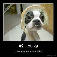 Aš - bulka - Dabar dėk ant manęs dešrą