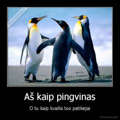 Aš kaip pingvinas - O tu kaip kvailis tuo patikejai