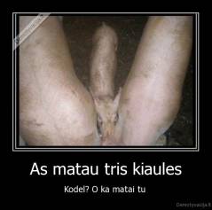 As matau tris kiaules - Kodel? O ka matai tu 