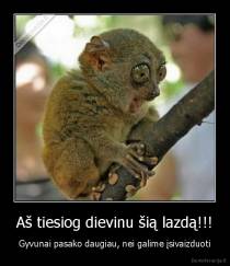 Aš tiesiog dievinu šią lazdą!!! - Gyvunai pasako daugiau, nei galime įsivaizduoti