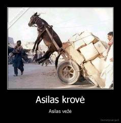 Asilas krovė - Asilas vežė