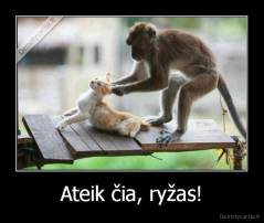 Ateik čia, ryžas! - 