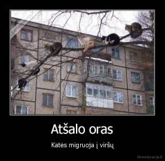 Atšalo oras - Katės migruoja į viršų