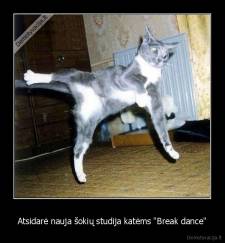 Atsidarė nauja šokių studija katėms "Break dance" - 
