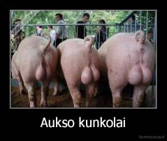 Aukso kunkolai - 