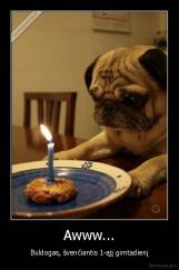 Awww... - Buldogas, švenčiantis 1-ąjį gimtadienį