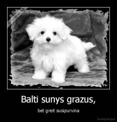 Balti sunys grazus, - bet greit susipurvina