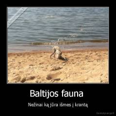 Baltijos fauna  - Nežinai ką jūra išmes į krantą