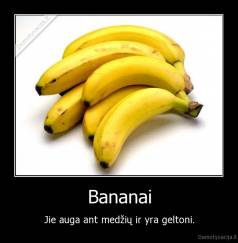 Bananai - Jie auga ant medžių ir yra geltoni.