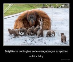 Belgiškame zoologijos sode orangutangas susipažino - su būriu ūdrų 