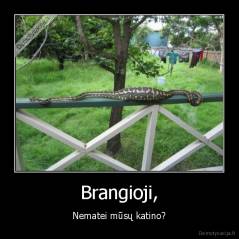 Brangioji, - Nematei mūsų katino?