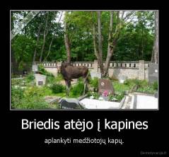 Briedis atėjo į kapines - aplankyti medžiotojų kapų.