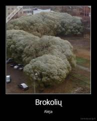 Brokolių - Alėja