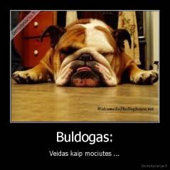 Buldogas: - Veidas kaip mociutes ...
