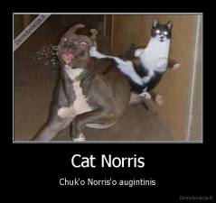 Cat Norris - Chuk'o Norris'o augintinis